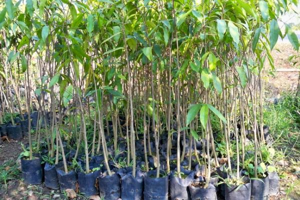 growing agarwood