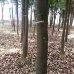 agarwood trees height