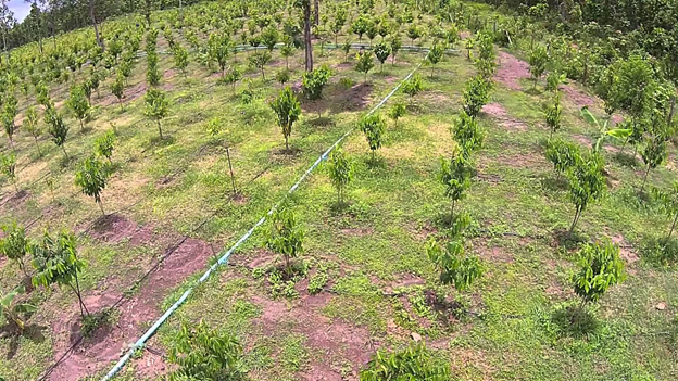 Sustainable production of Agarwood