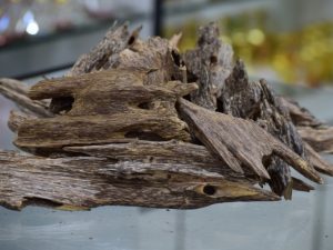 cultivated Vietnamese's agarwood