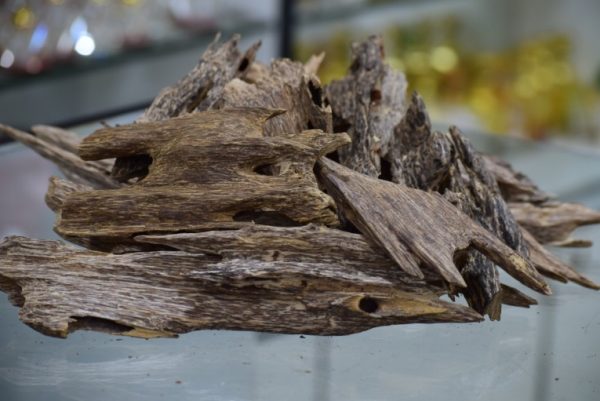 cultivated Vietnamese's agarwood