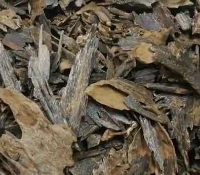 Jayapura agarwood